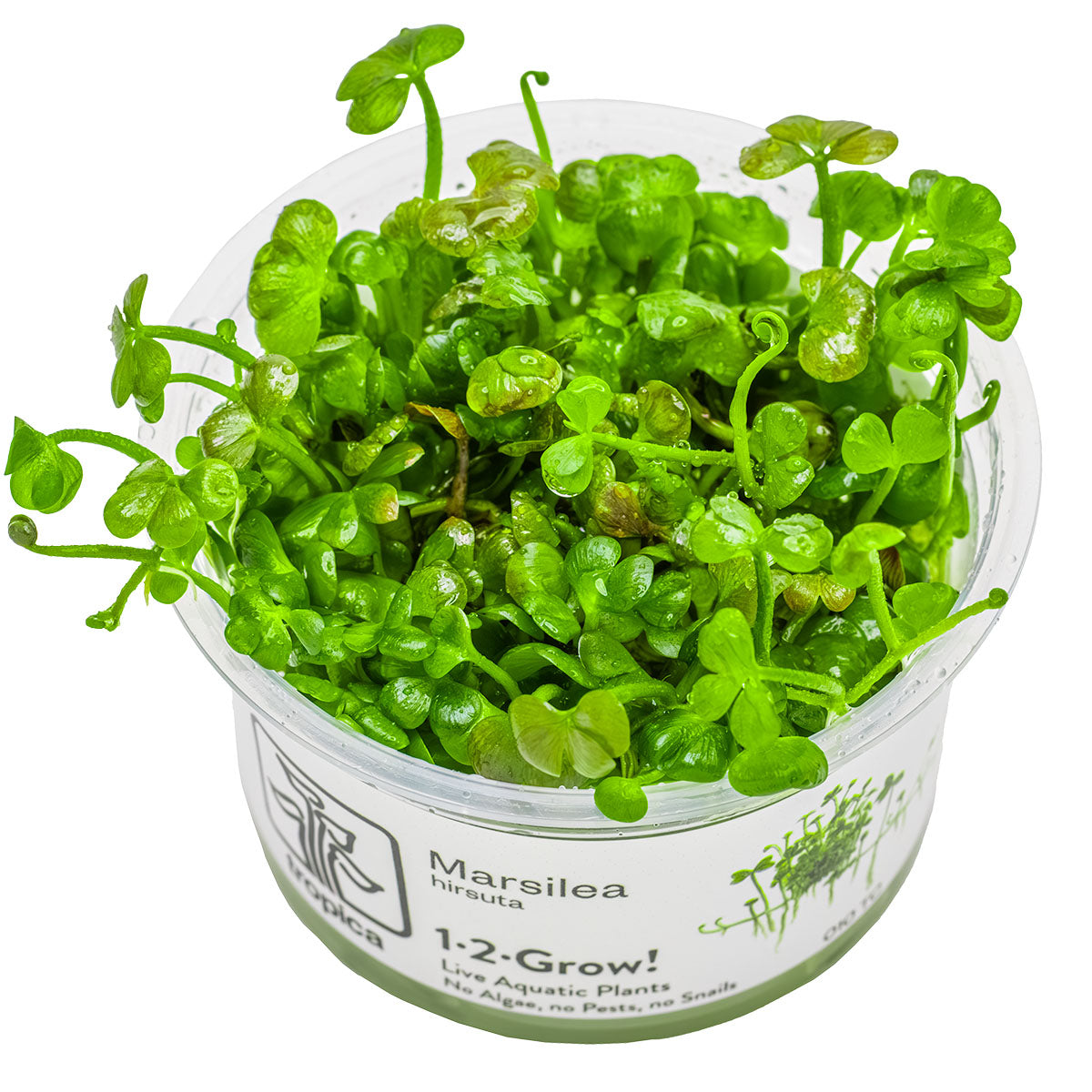 Tropica 1-2-Grow Marsilea hirsuta