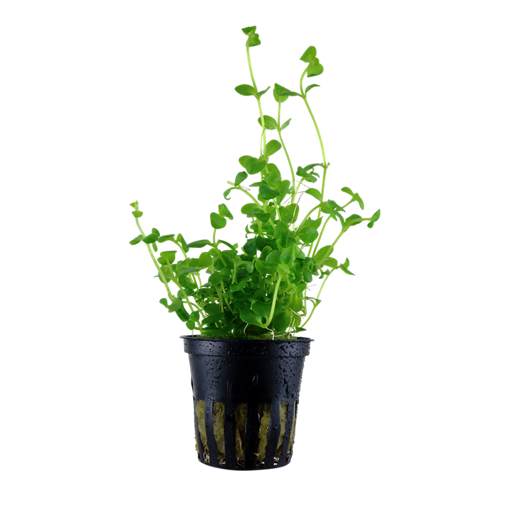 Tropica Bacopa australis