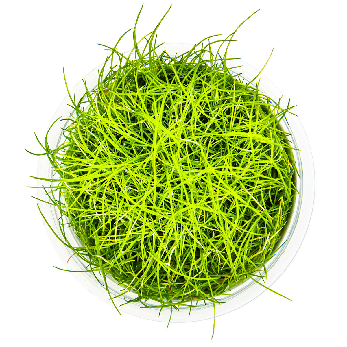 Tropica 1-2-Grow Eleocharis pusilla