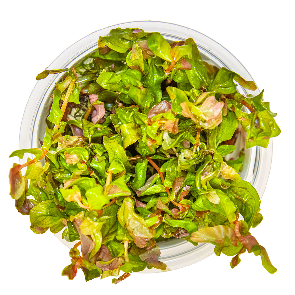 Tropica 1-2-Grow Rotala macrandra
