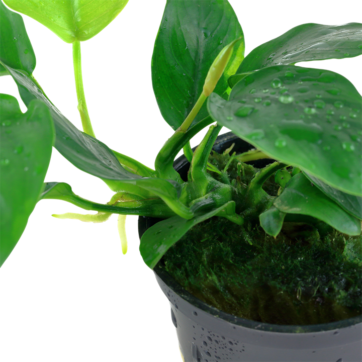 Tropica Anubias barteri nana