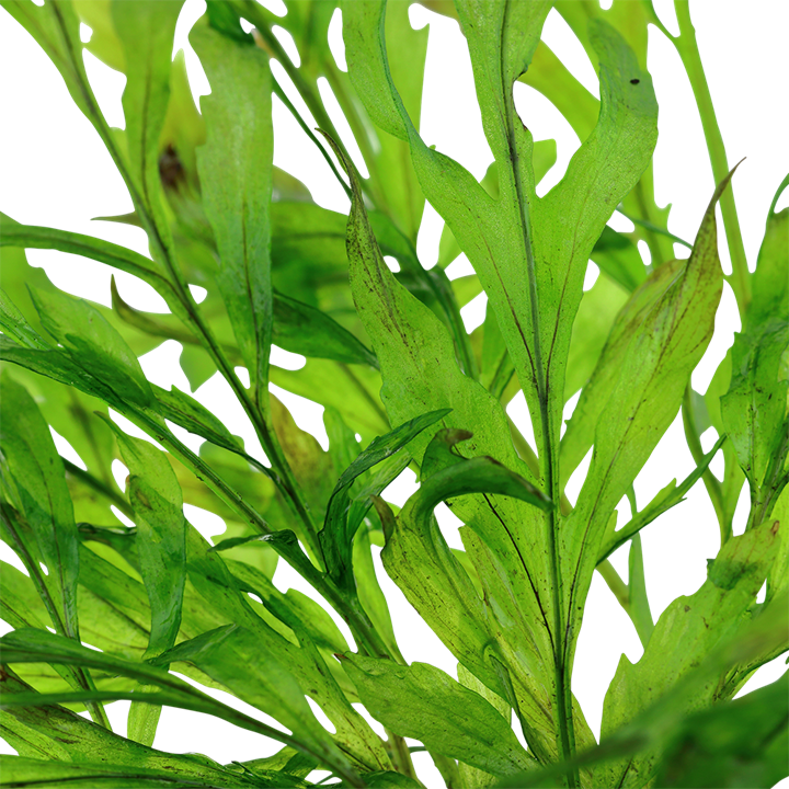 Tropica Bolbitis heudelotii