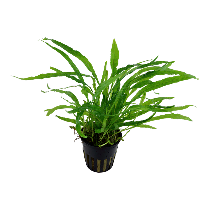 Tropica Microsorum pteropus 'Narrow'