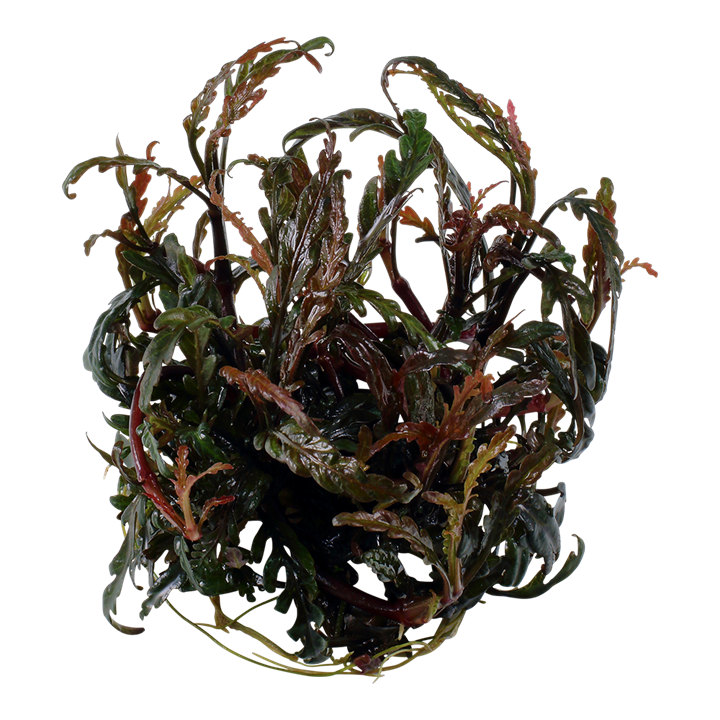 Tropica 1-2-Grow Hygrophila pinnatifida