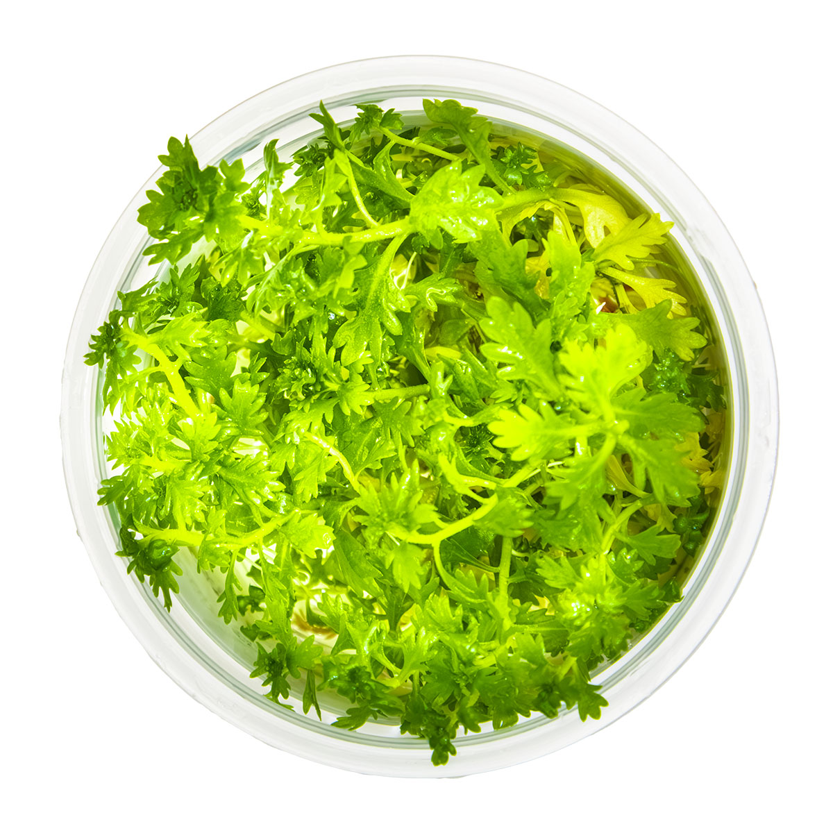 Tropica 1-2-Grow Hottonia palustris