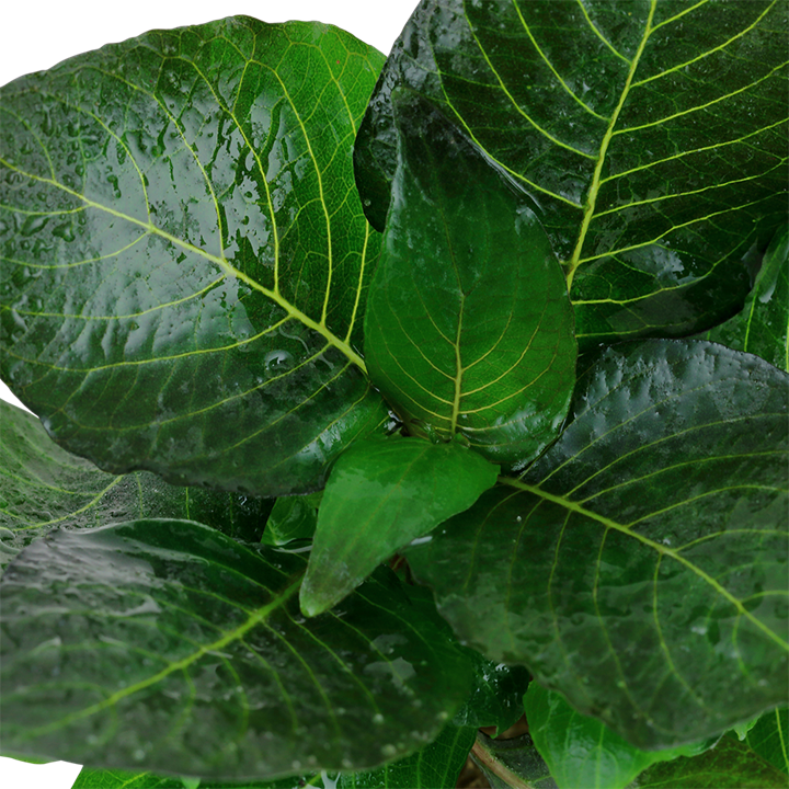 Tropica Hygrophila corymbosa 'Compact'