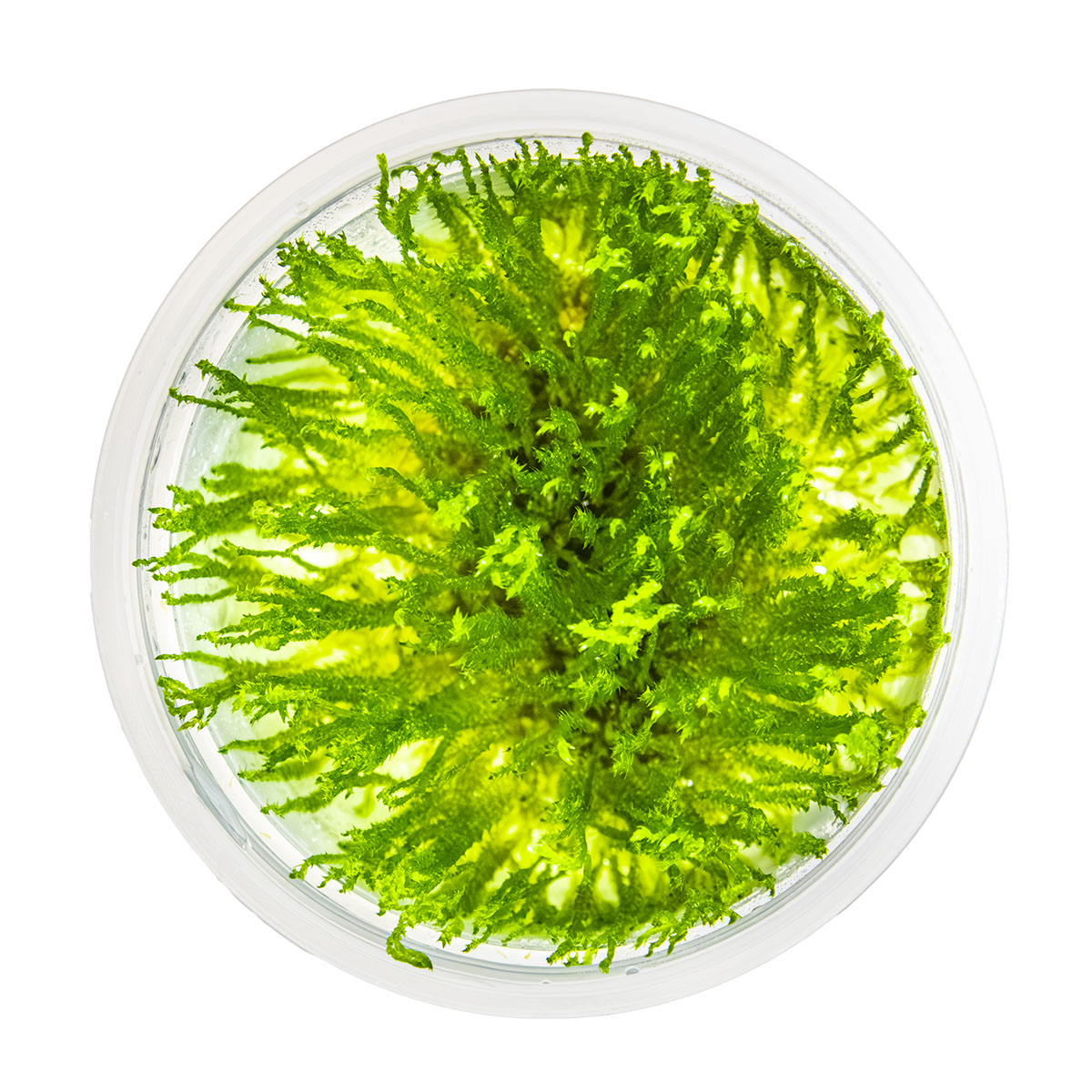 Tropica 1-2-Grow Taxiphyllum 'Spiky'