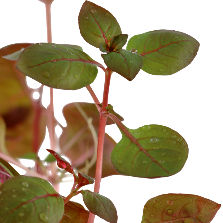 Tropica Ludwigia palustris 'Super Red'