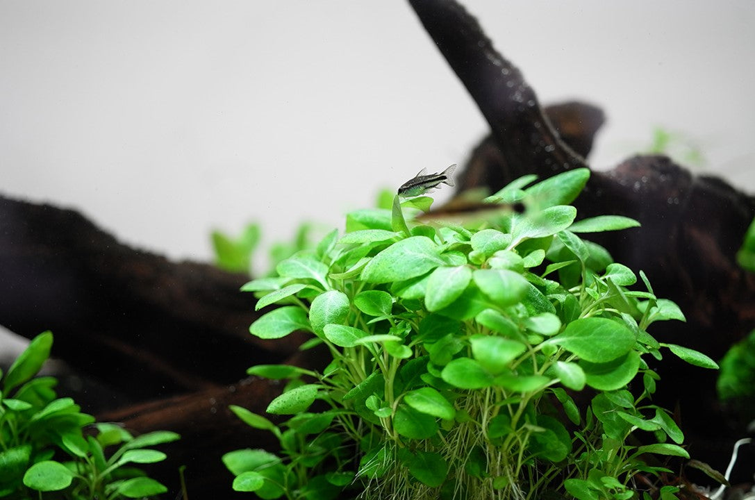 Tropica 1-2-Grow Lobelia cardinalis 'Mini'