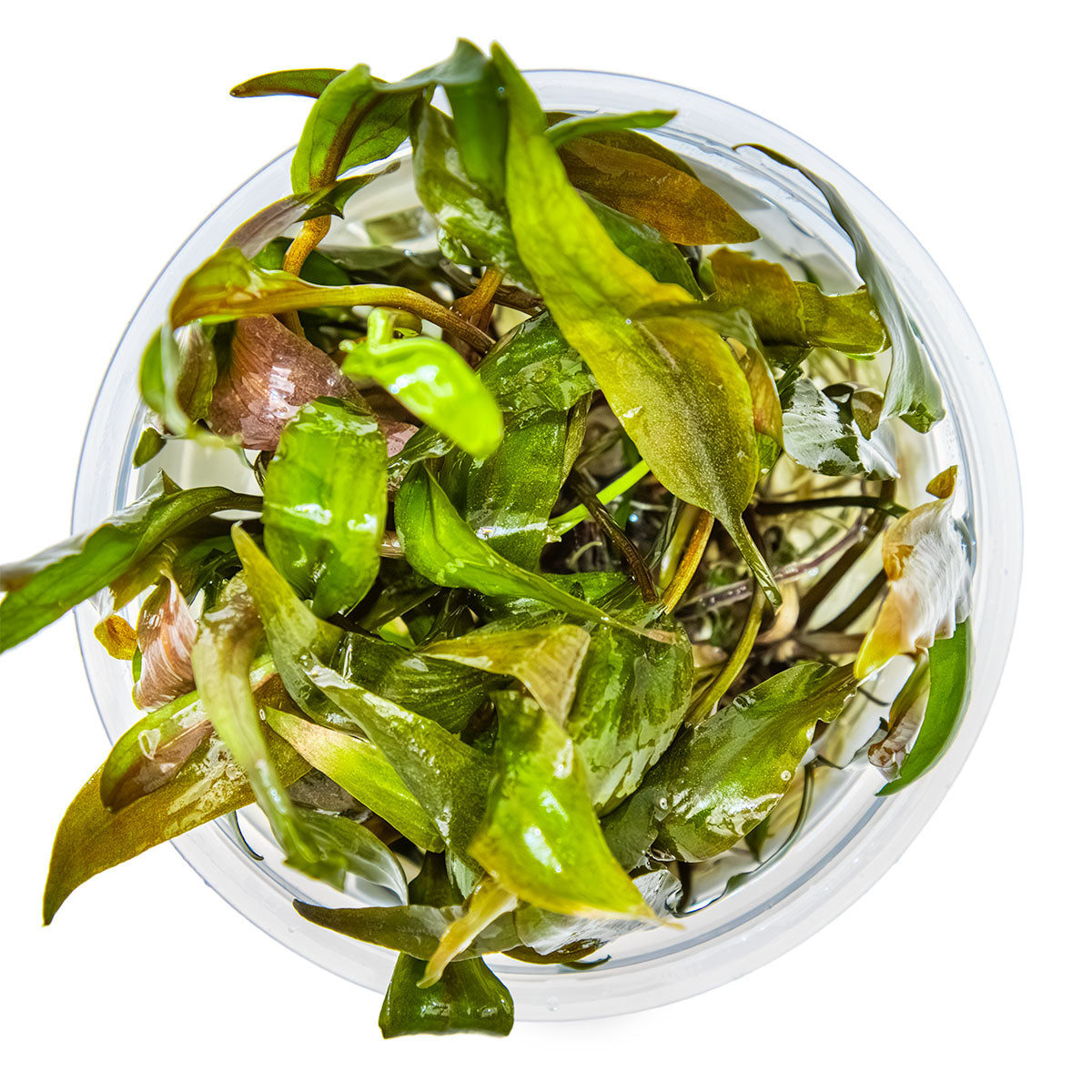 Tropica 1-2-Grow Cryptocoryne undulata 'Broad Leaf'