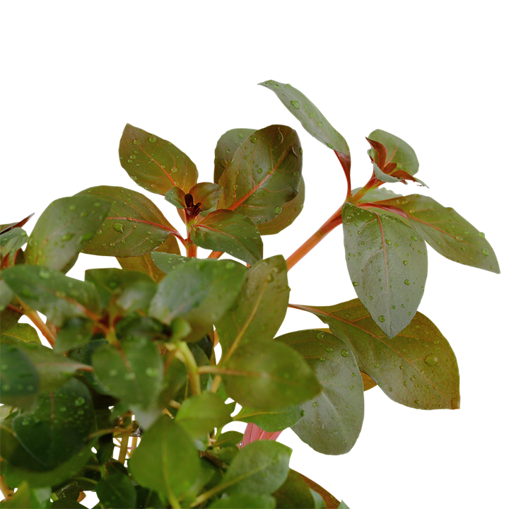 Tropica Ludwigia repens 'Rubin'