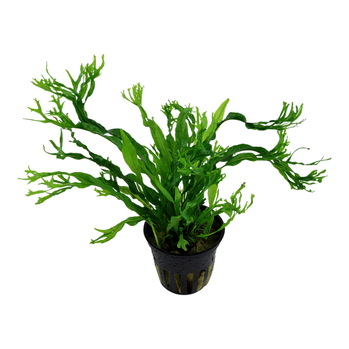 Tropica Microsorum pteropus 'Windeløv'