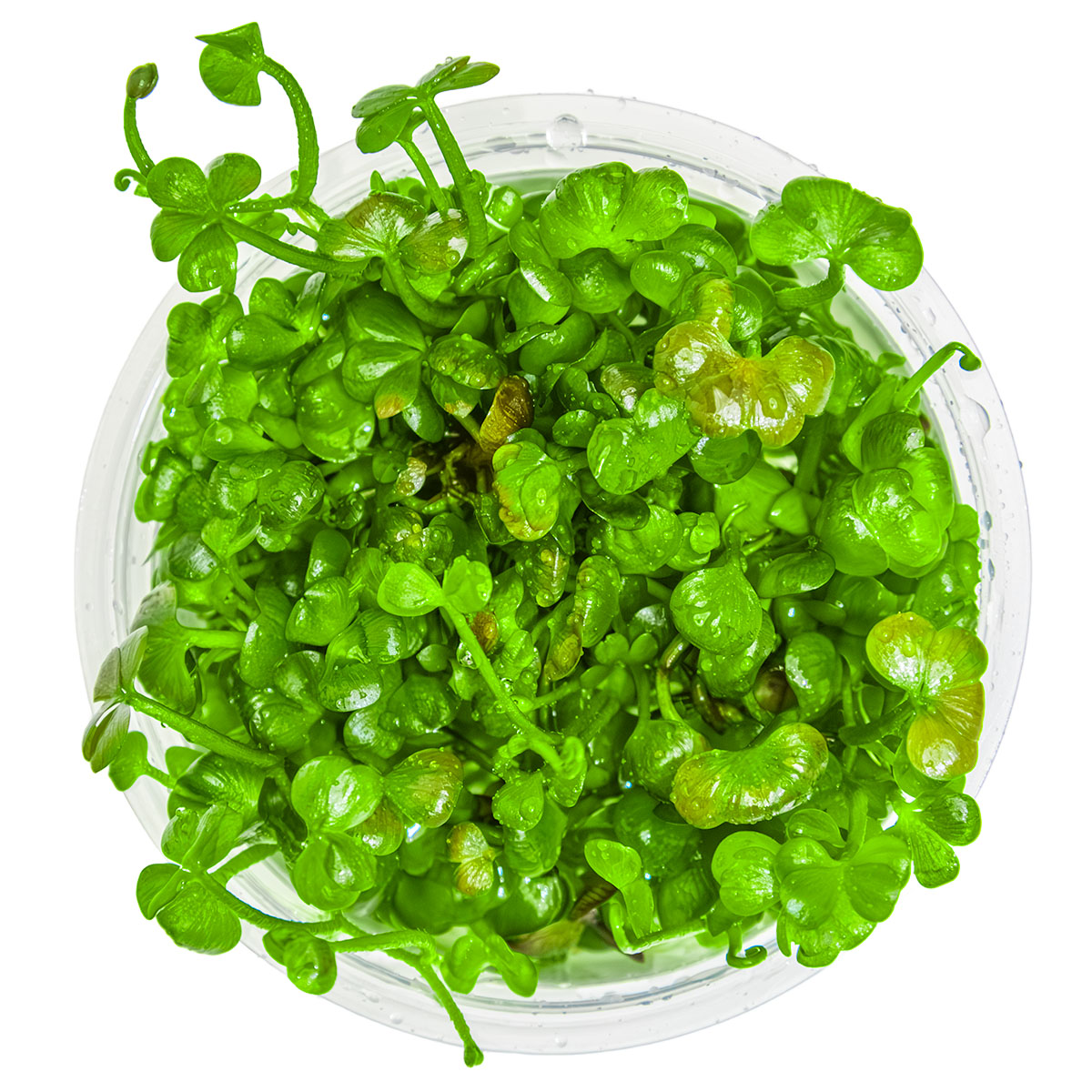 Tropica 1-2-Grow Marsilea hirsuta