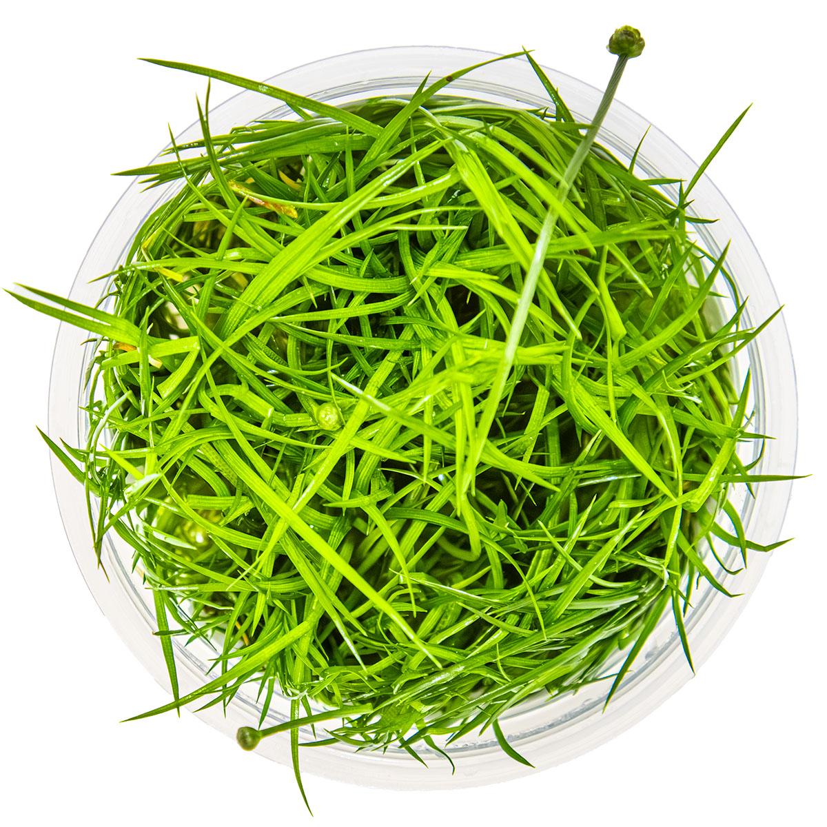 Tropica 1-2-Grow Eriocaulon cinereum