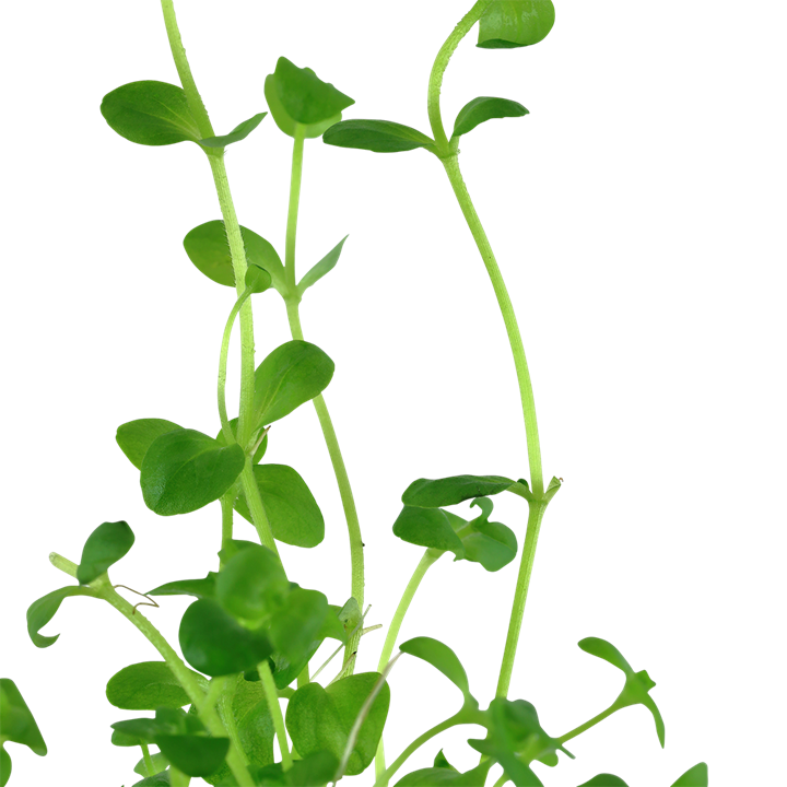Tropica Bacopa australis