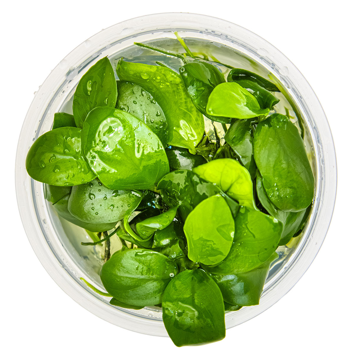 Tropica 1-2-Grow Anubias barteri nana
