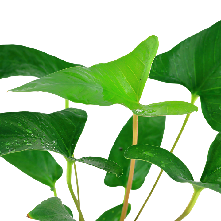 Tropica Anubias gracilis