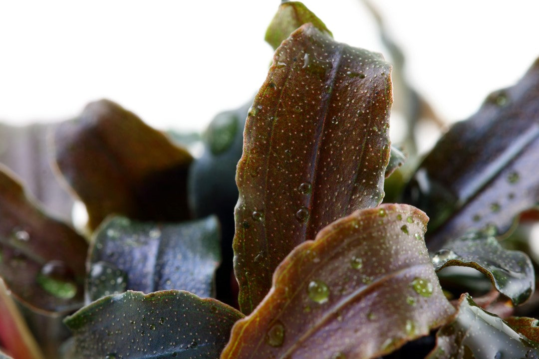 Tropica Bucephalandra 'Kedagang'