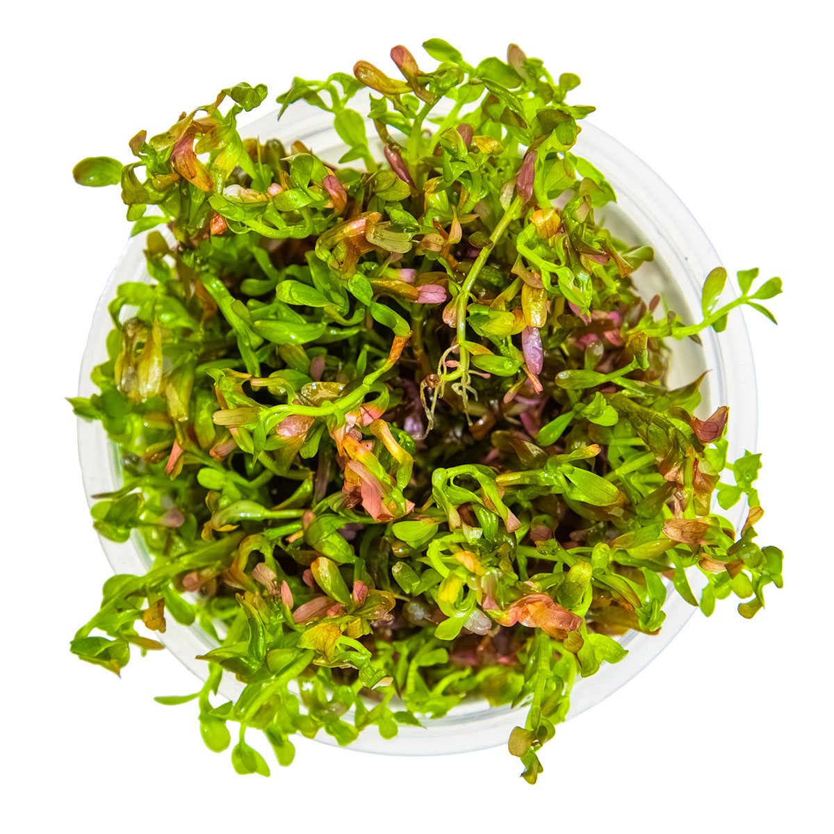 Tropica 1-2-Grow Rotala rotundifolia 'Blood Red'