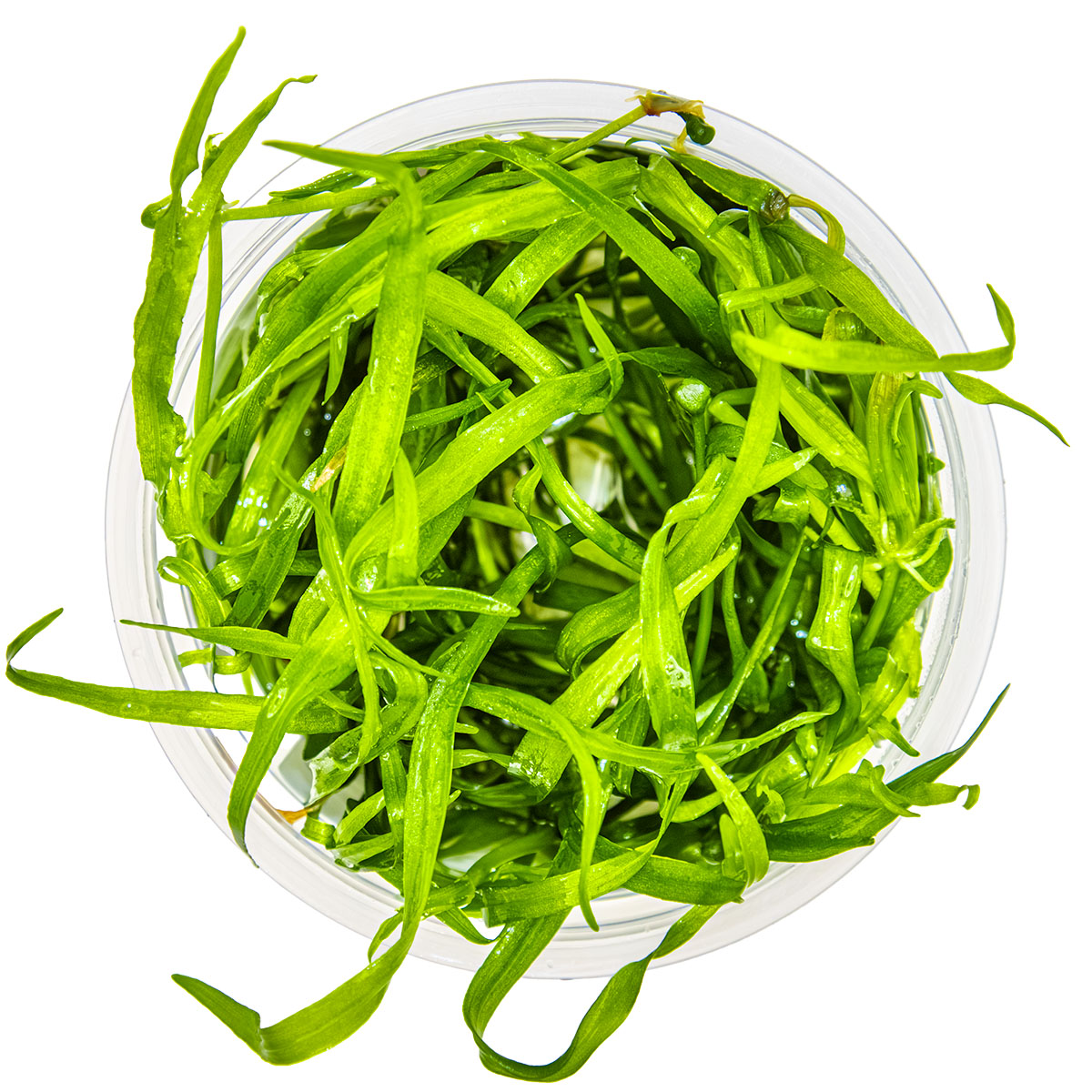 Tropica 1-2-Grow Helanthium tenellum 'Green'