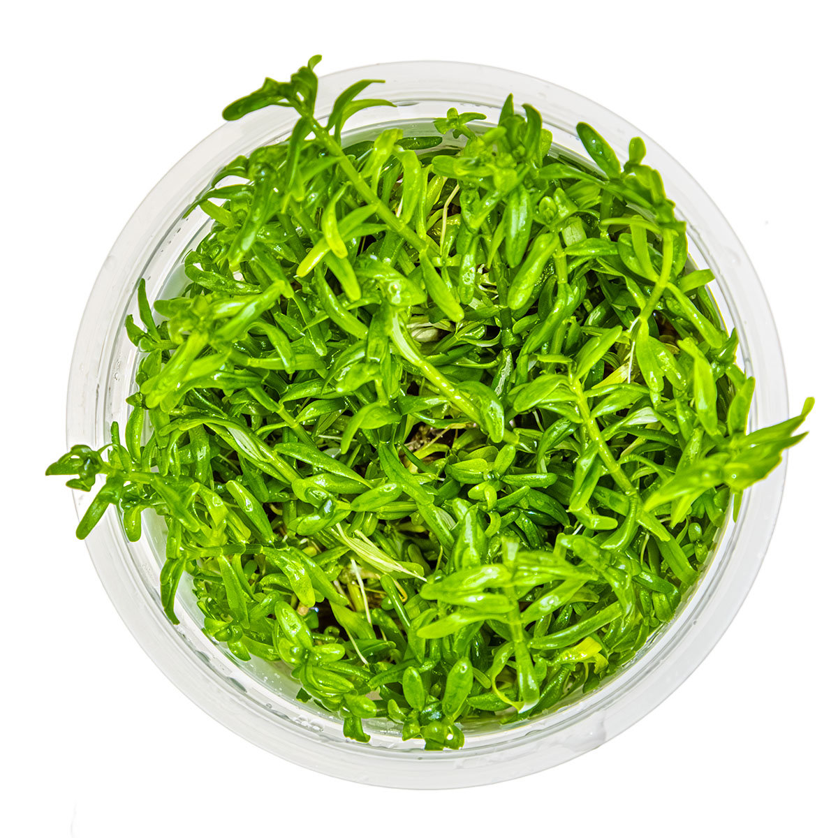 Tropica 1-2-Grow Rotala rotundifolia 'Green'