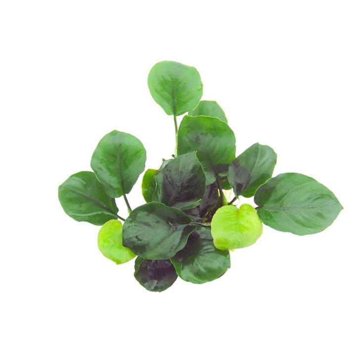 Tropica Anubias barteri ’Coin Leaf’