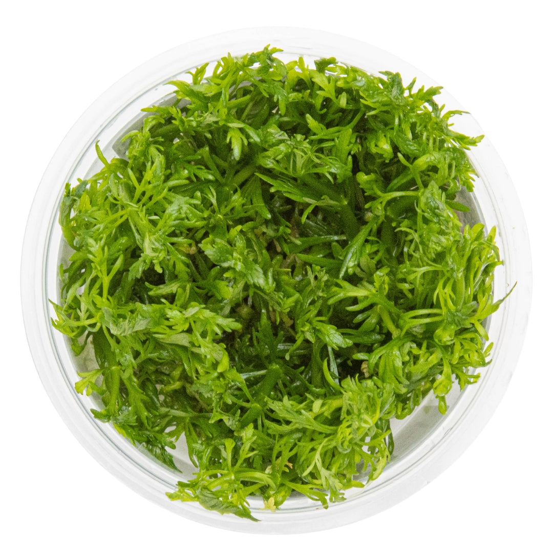 Tropica 1-2-Grow Limnophila aquatica