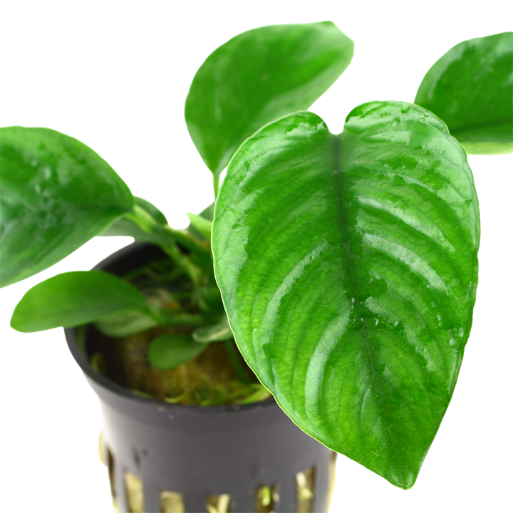 Tropica Anubias barteri var. caladiifolia
