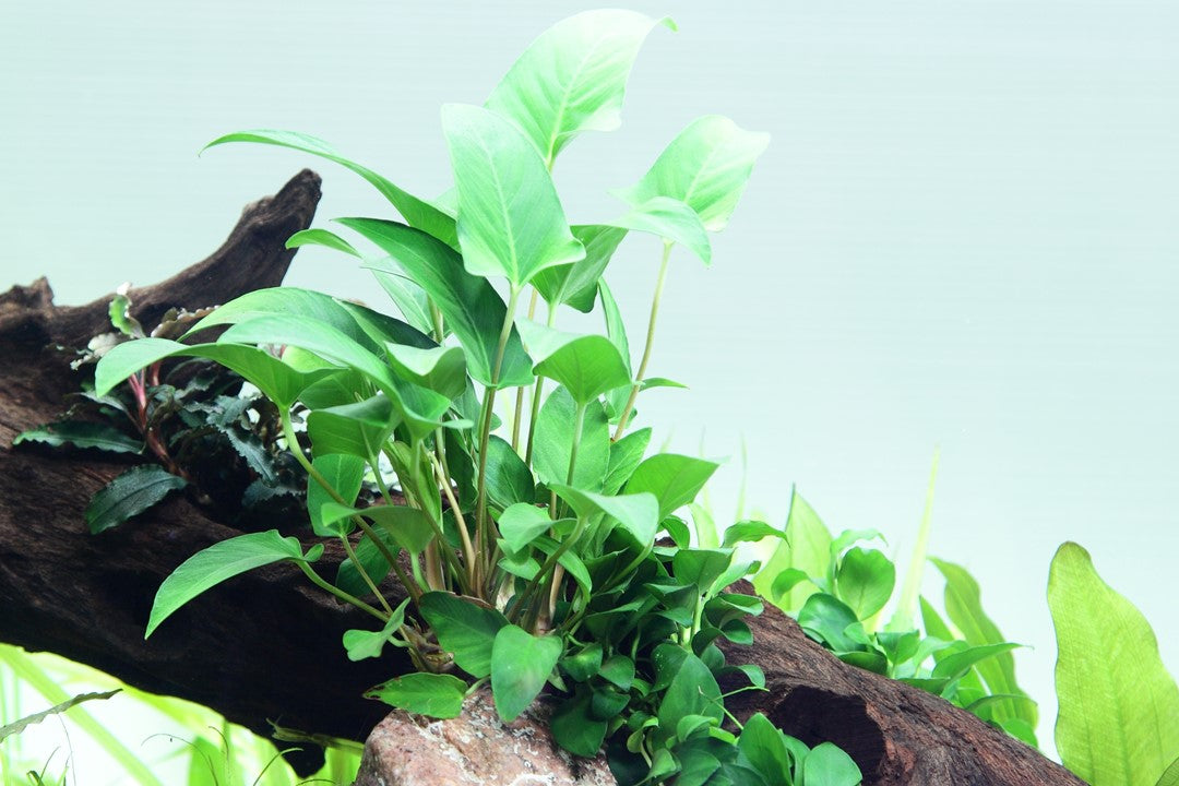 Tropica Anubias gracilis