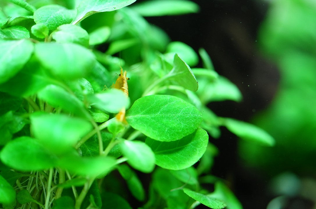 Tropica 1-2-Grow Lobelia cardinalis 'Mini'
