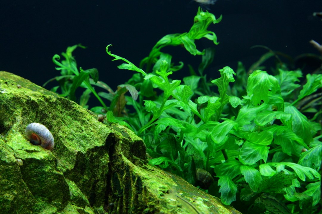 Tropica Bolbitis heudelotii
