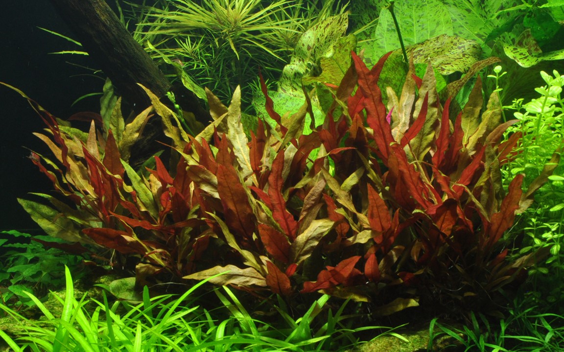 Tropica Alternanthera reineckii 'Pink'