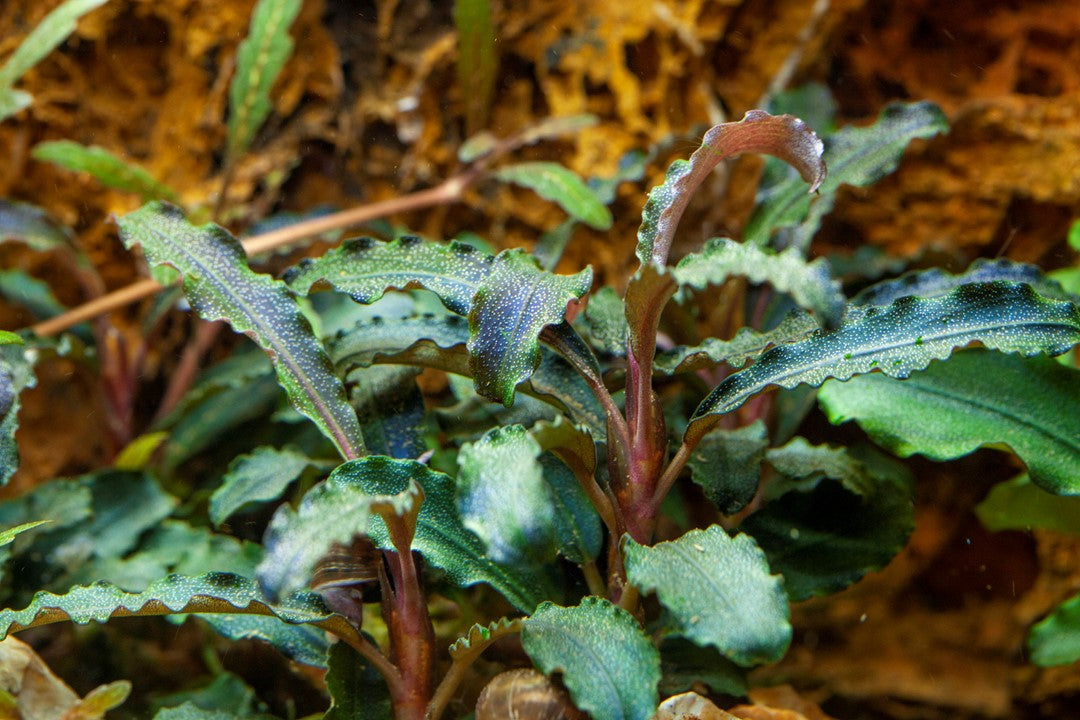 Tropica Bucephalandra 'Kedagang'