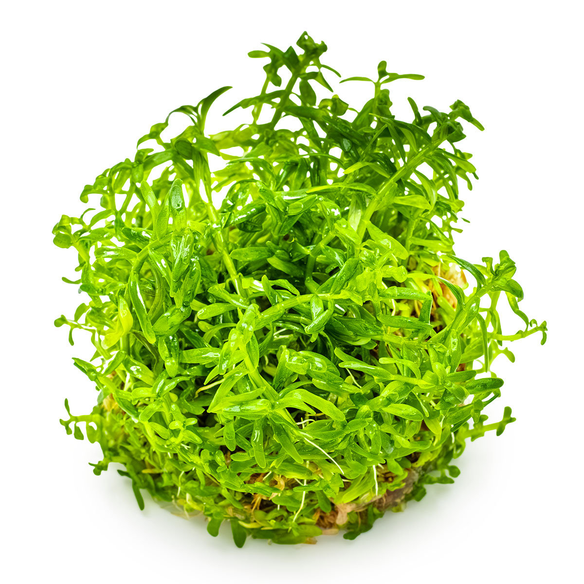 Tropica 1-2-Grow Rotala rotundifolia 'Green'