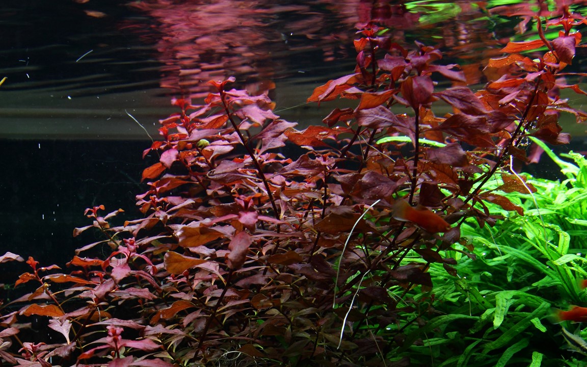 Tropica Ludwigia palustris 'Super Red'