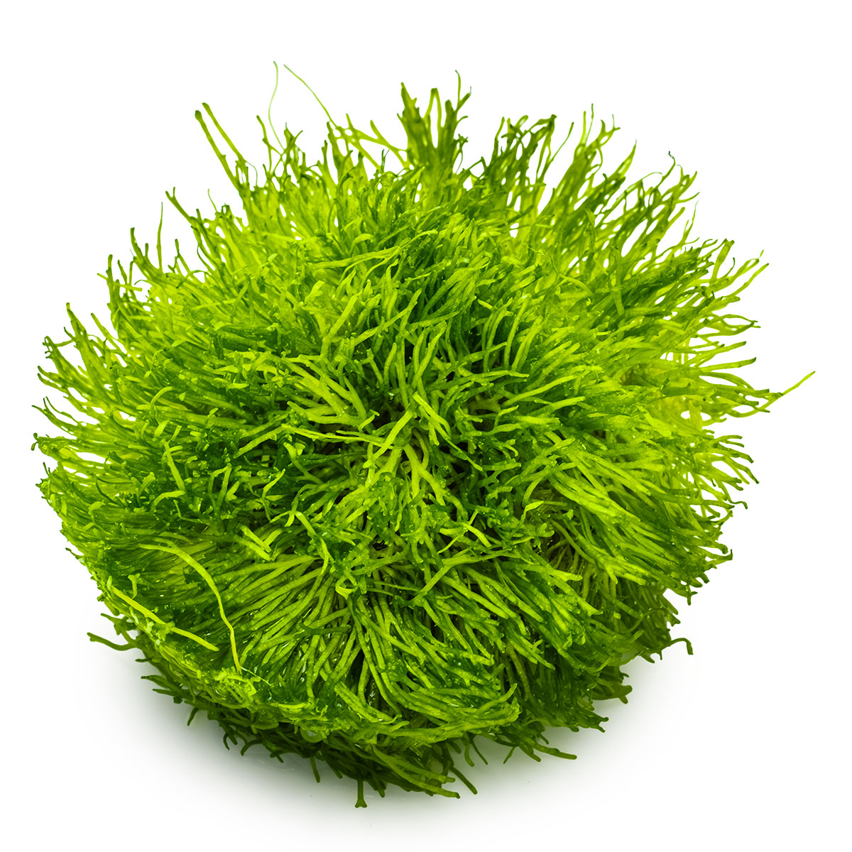 Tropica 1-2-Grow Riccia fluitans