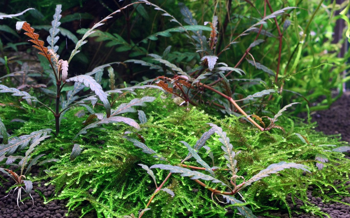 Tropica 1-2-Grow Hygrophila pinnatifida