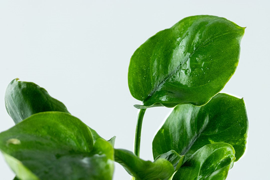 Tropica Anubias barteri ’Coin Leaf’