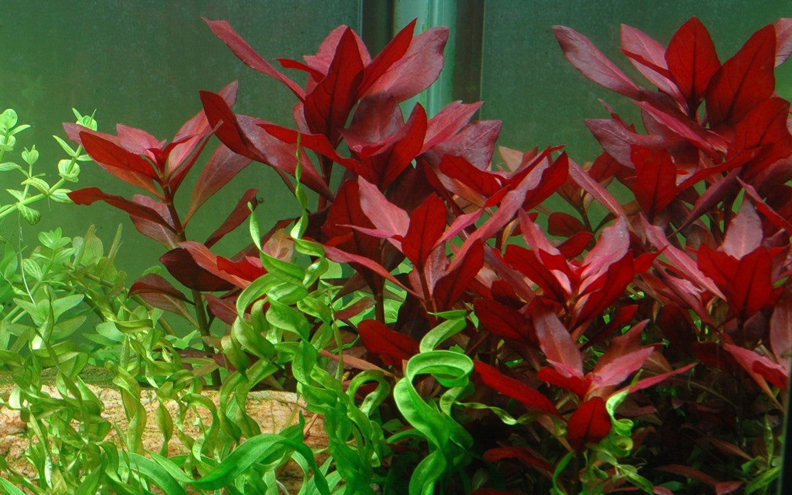 Tropica Ludwigia repens 'Rubin'
