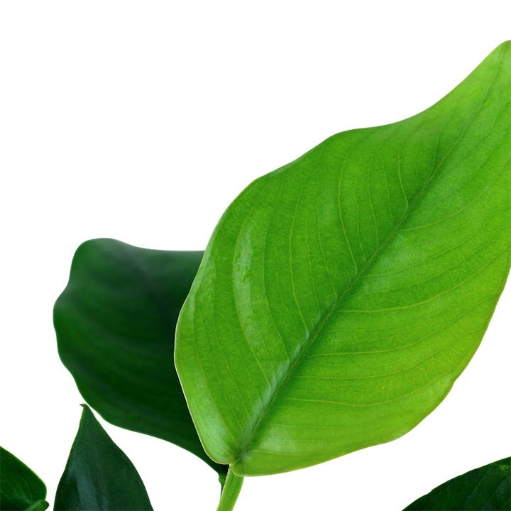 Tropica Anubias barteri nana
