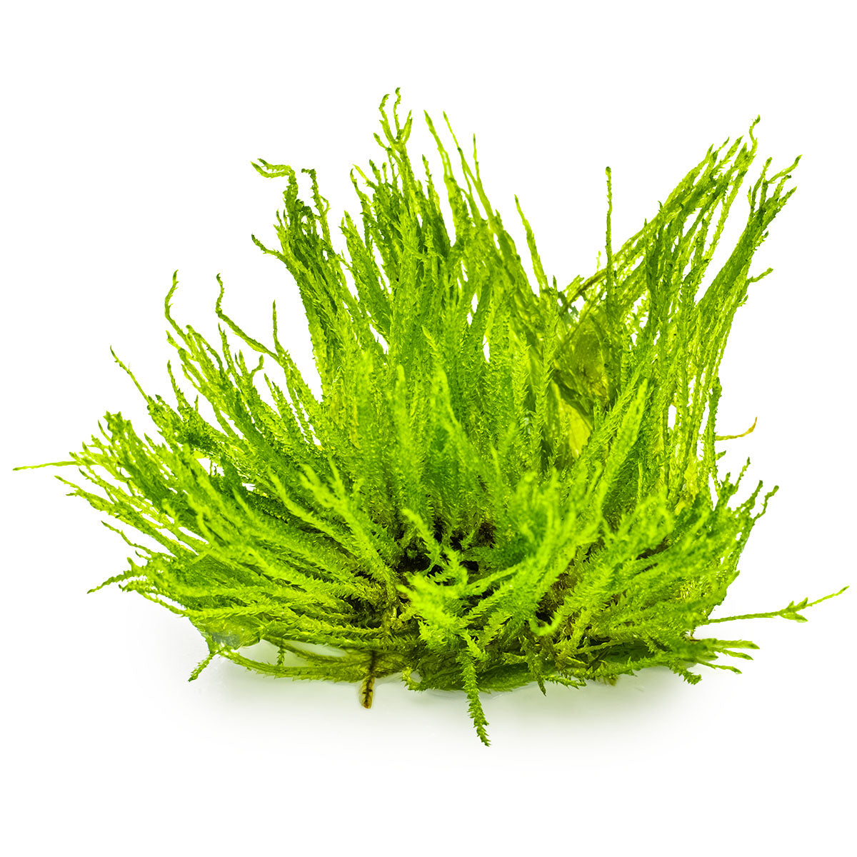 Tropica 1-2-Grow Taxiphyllum 'Spiky'