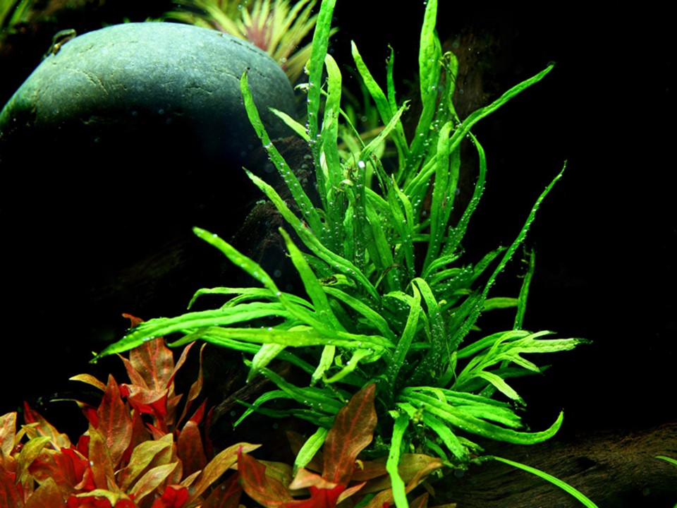 Tropica Microsorum pteropus 'Trident'