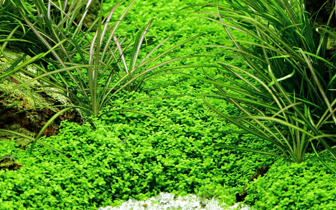 Tropica 1-2-Grow Micranthemum callitrichoides 'Cuba'
