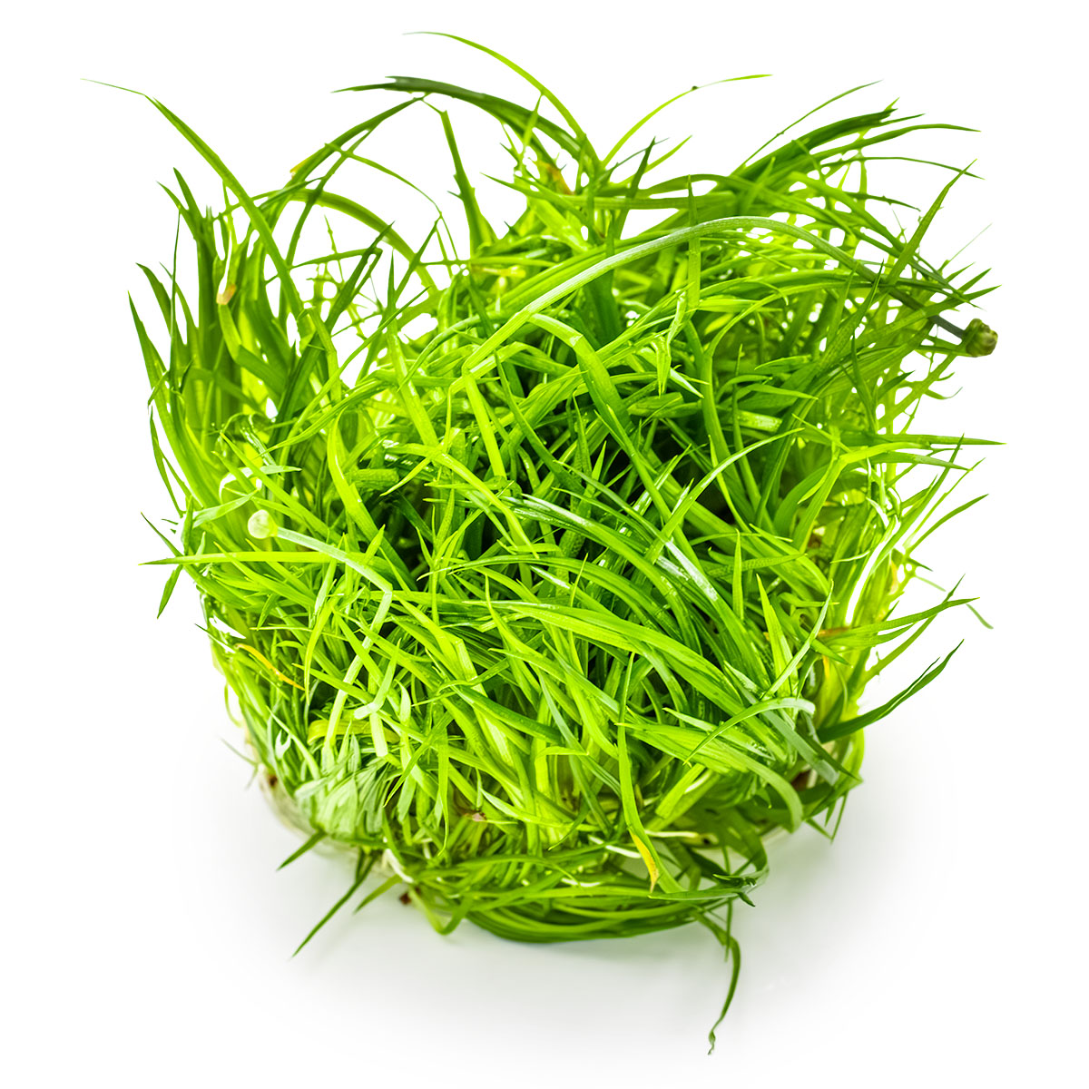 Tropica 1-2-Grow Eriocaulon cinereum