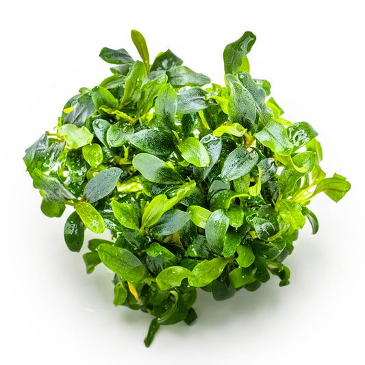 Bucephalandra needle leaf