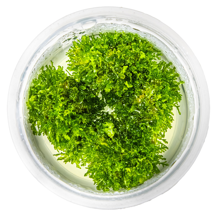 Tropica 1-2-Grow Riccardia chamedryfolia