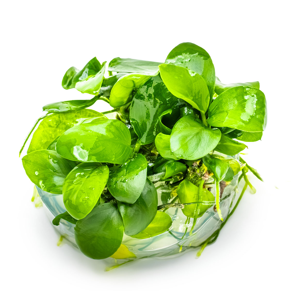 Tropica 1-2-Grow Anubias barteri nana