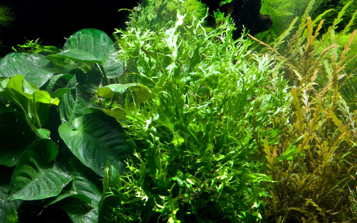 Tropica Microsorum pteropus 'Windeløv'