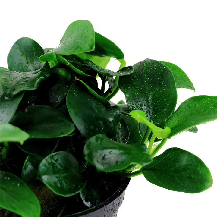 Tropica Anubias barteri 'Petite'
