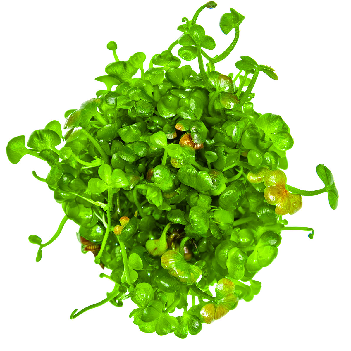 Tropica 1-2-Grow Marsilea hirsuta
